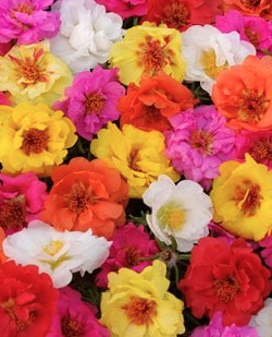 6" Portulaca