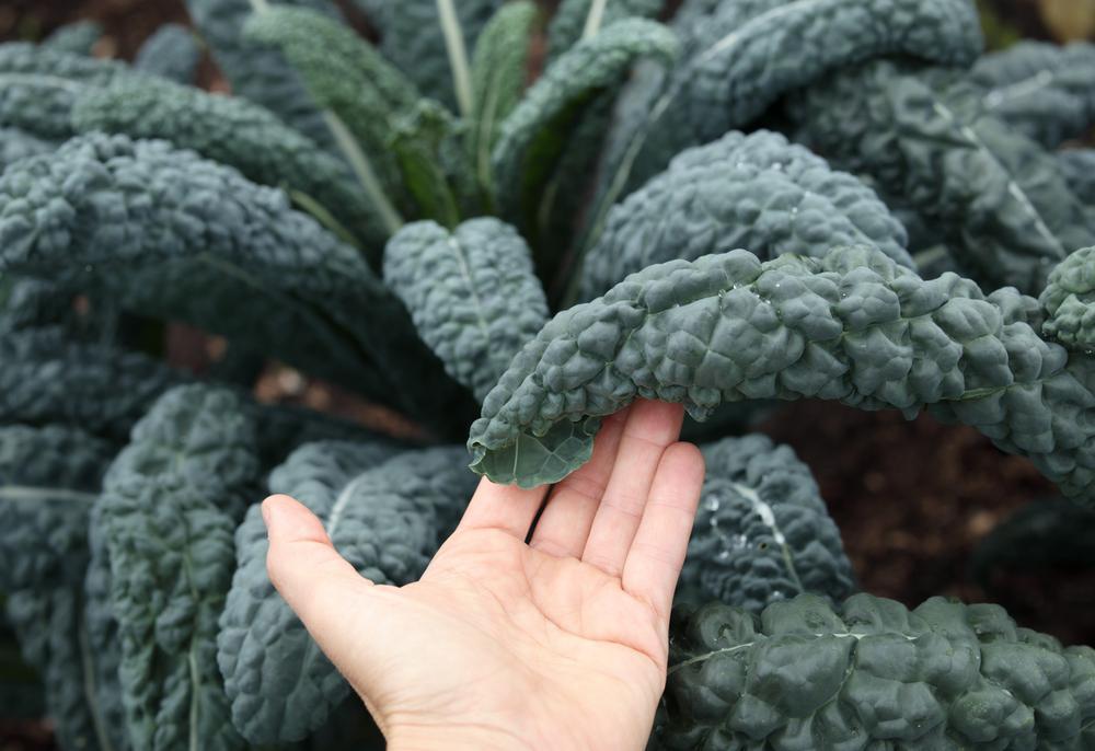 806 Kale - Lacinito (Dinosaur)
