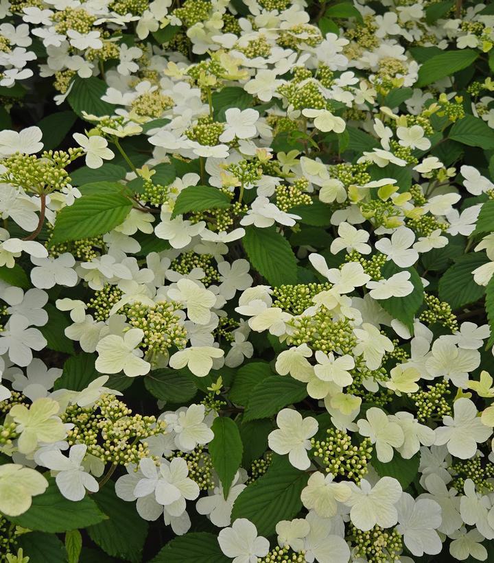 3G PW Viburnum Plicatum Tomentosum 'Steady Eddy' - Doublefile Viburnum - 1013483