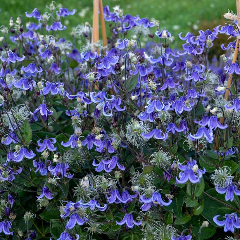 1G Clematis hybrid 'Stand by Me' Stand by Me Bush Clematis: Patent PP30,556 1010695 (Light Purple) DISSVF