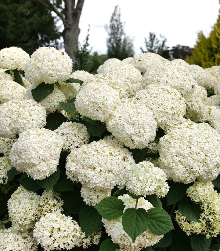 3G Hydrangea Arborescens Incrediball 'Storm Proof' - 1022305