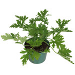 6" Citronella Citrosa Geranium A0388