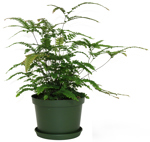 6" Fern Maidenhair Rosy - T1851