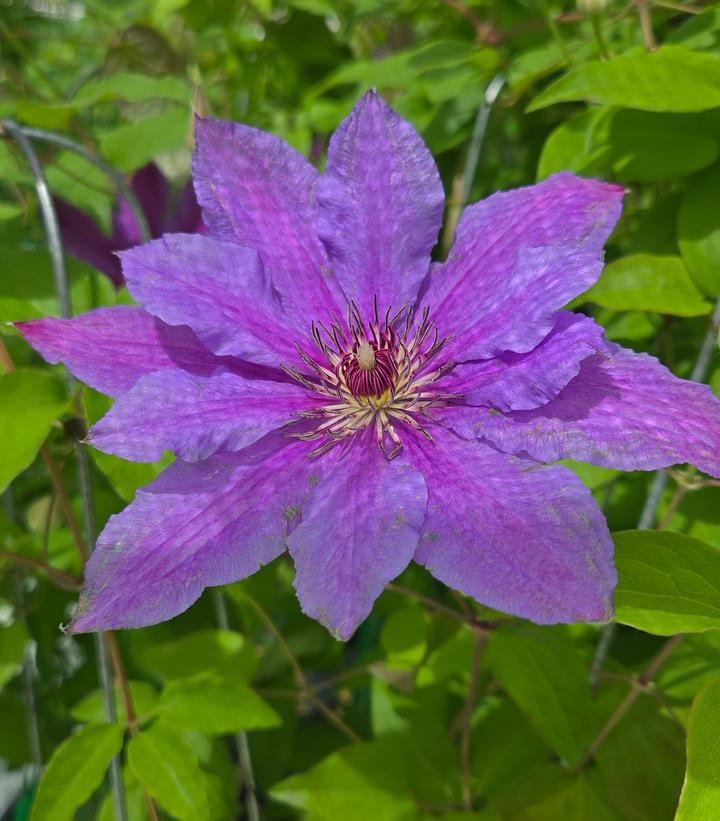 8" Clematis 'Tumaini' - 1021746