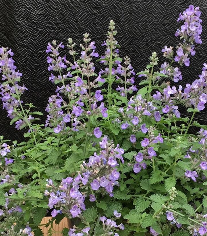 8" Nepeta Faassenii 'Sylvester Blue' - 1014971