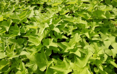 306 Ipomoea Green Sweet Potato Vine