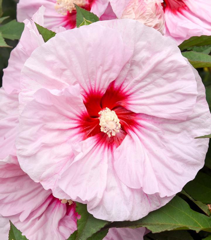 3G PW Hibiscus Summerific 'All Eyes on Me' - Rose Mallow - 1021675