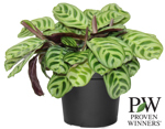 5" PW Calathea Burle-marxii - G0528