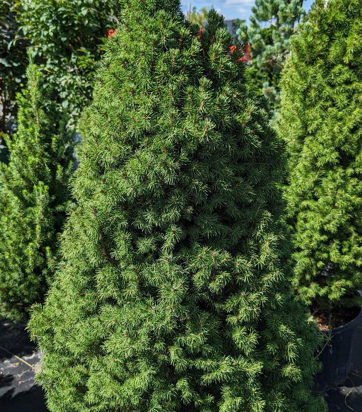 10G Picea glauca 'Conica' Dwarf Alberta Spruce 1001236