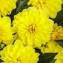 Royale PW Dahlia - Virtuoso - Dayglo Yellow