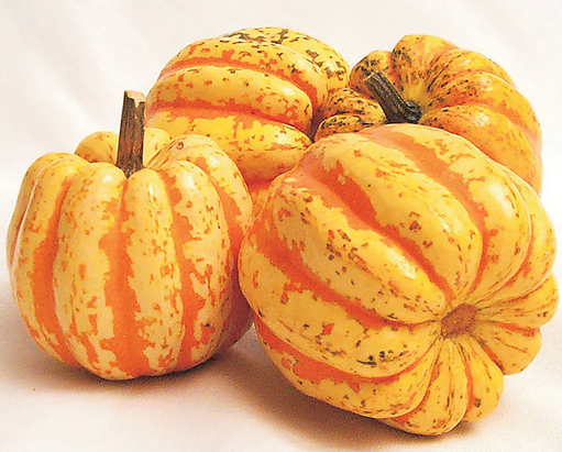 Squash - Winter - Celebration (Festival, Fiesta, Acorn) (Local)