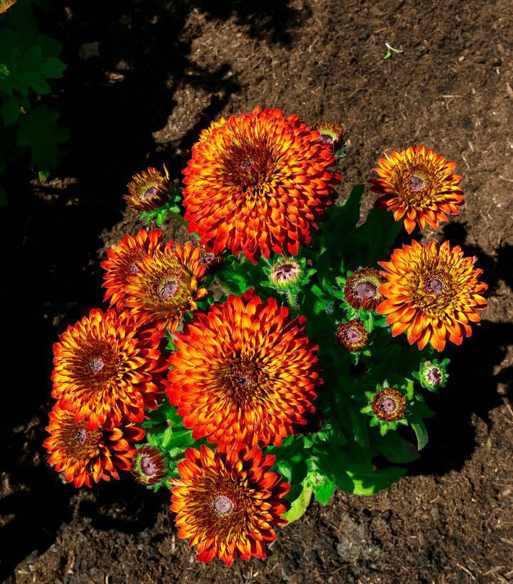 8" Rudbeckia Hirta 'Solar Sisters' - Black-eyed Susan - 1022325