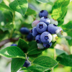 3G Blueberry Bush - Northland - 5815 – Sunny Valley Farms