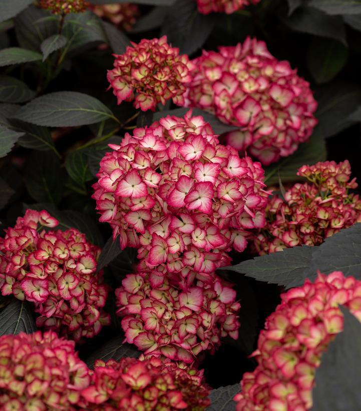 3G Hydrangea Macrophylla 'Eclipse' - 1014934