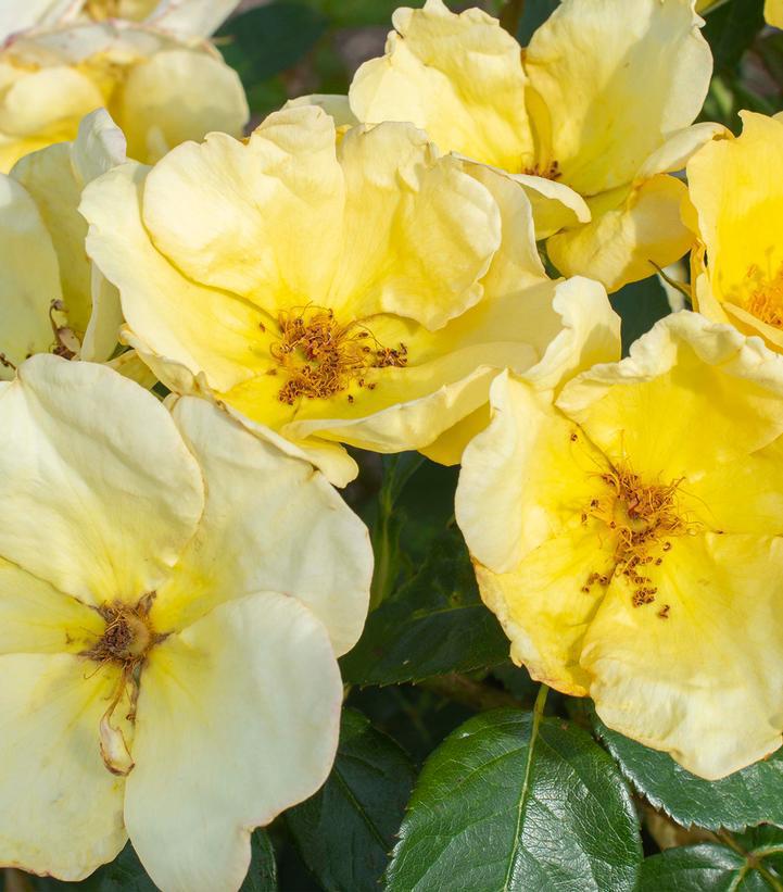 3G Rosa 'Easy Bee-zy Knock Out' - Yellow Rose Tree - 1021880