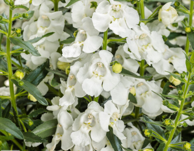 Royale PW Angelonia (Summer Snapdragon) - Angelface White