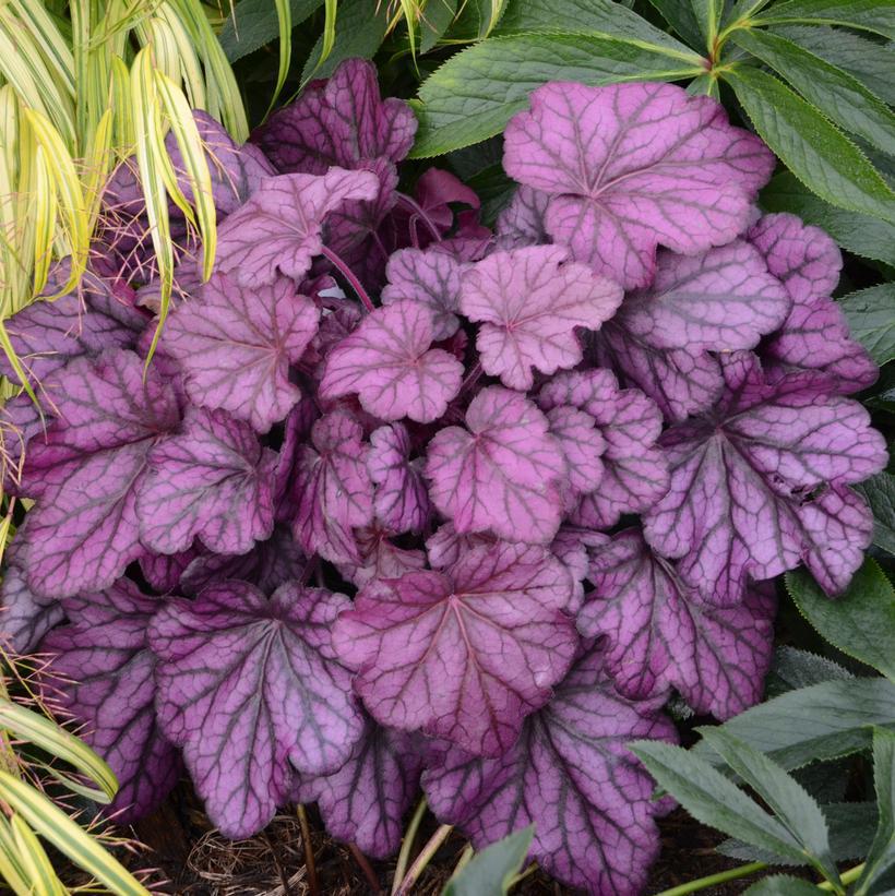 1G PW Heuchera Primo 'Wild Rose' - Coral Bells - 1008857