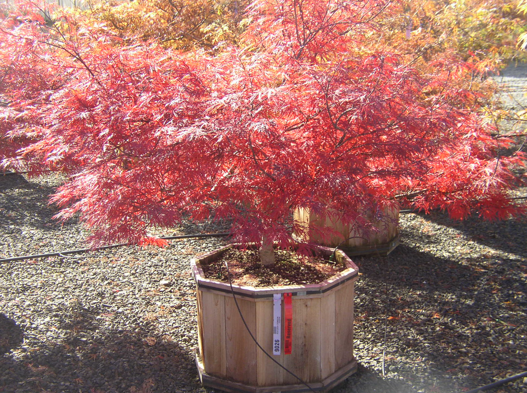 Acer Palmatum Crimson Queen Lace Leaf Japanese Maple Tree 401036" Low Octagon 36/42" - AP0302OX36