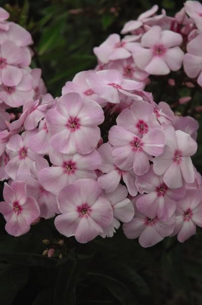 8" Phlox Paniculata 'Cotton Candy' - Garden Phlox - 1009850