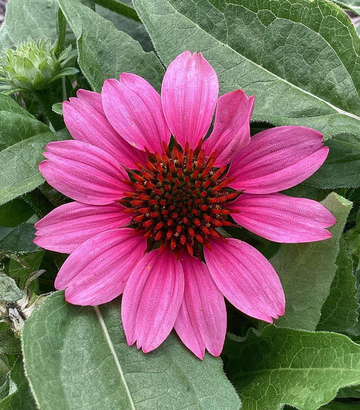 1G Echinacea Sunmagic 'Vintage Pink' - Coneflower - 1015407