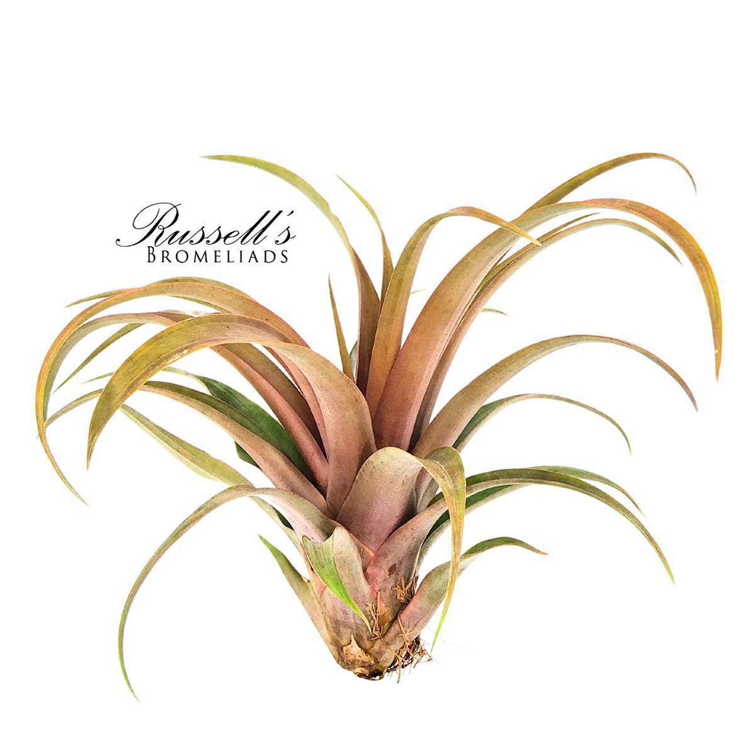 9" Capitata Yellow Star Air Plant - PL0033