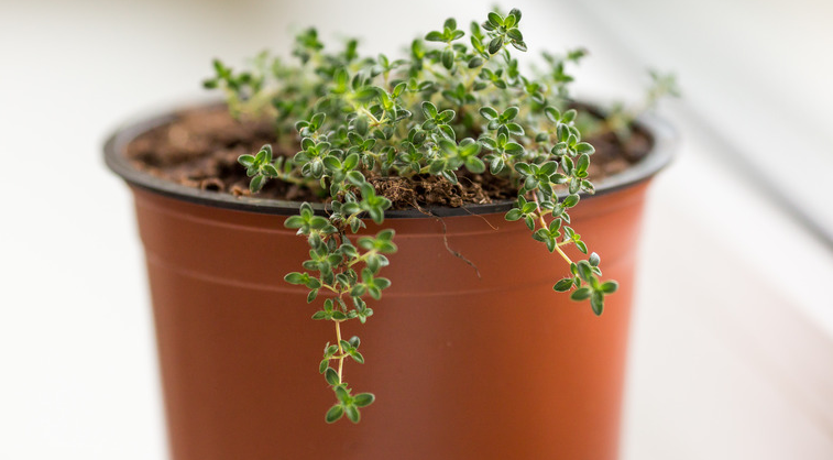 4" Herb - Thyme - Creeping Red