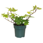 4" Ivy Montgomery Neon - T4915