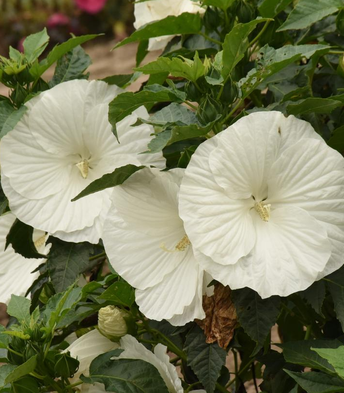 3G Hibiscus 'Marshmallow Moon' - 1021849