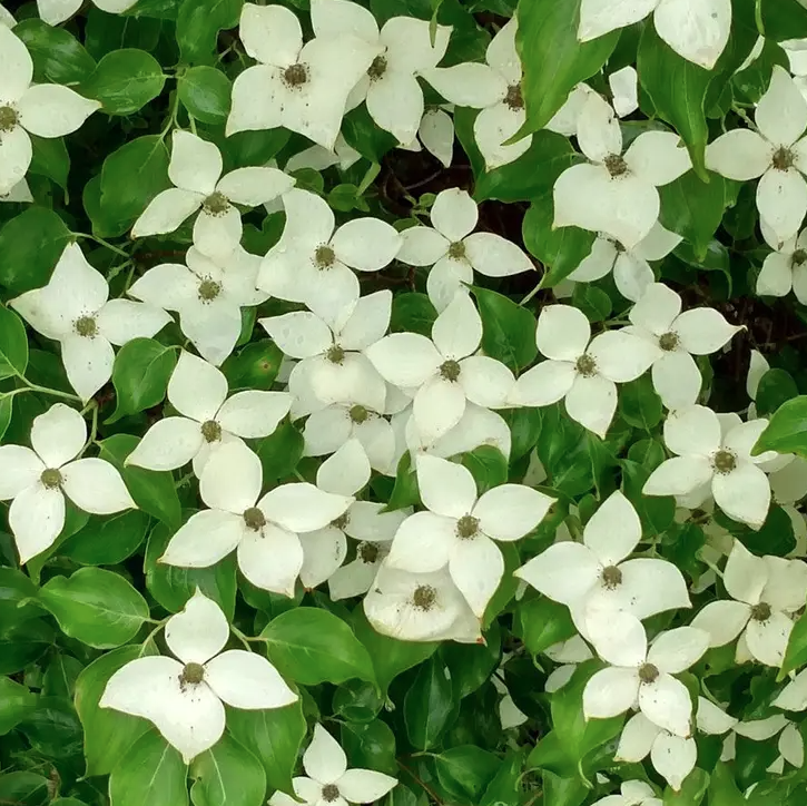 7G Cornus Kousa 'Greensleeves' - Dogwood - 1022035
