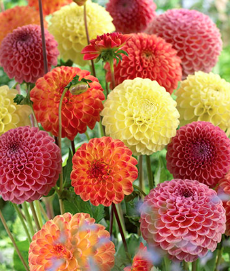 8" TP Dahlia