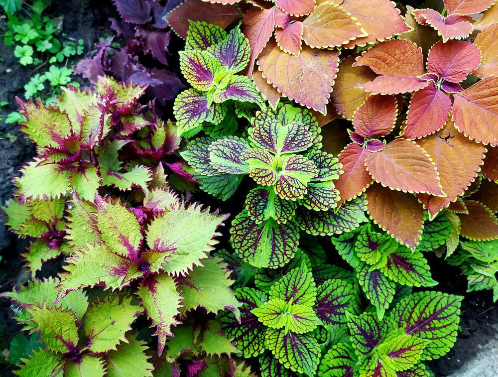 804 Coleus 4 Pack