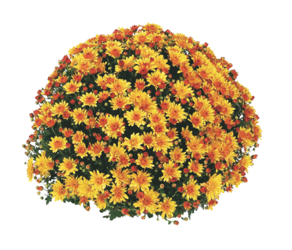10" HB Mum Hanging Basket - Conaco Gold