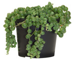 3.5" String of Pearls Green G3320