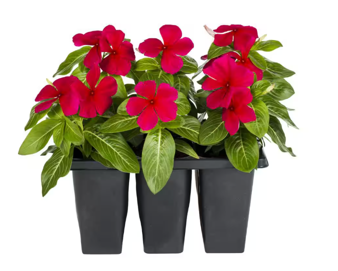 306 Vinca Flowering Black 6 Pack