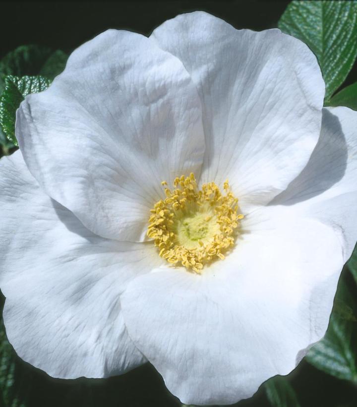 2G Rosa Rugosa 'Alba' - White Rose Bush - 1001753