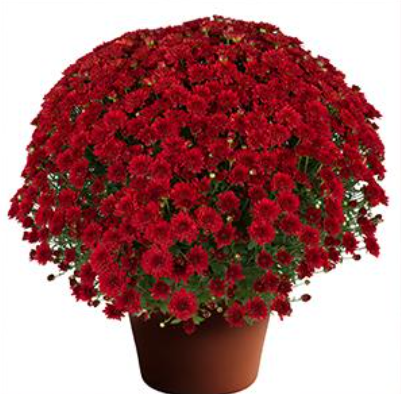 9" Mum - Cynthia Scarlet