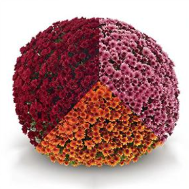 14" TP Mum Combination Patio Pot # 21 - Vigorelli Red / Vigorelli Orange / Vigorelli Violet