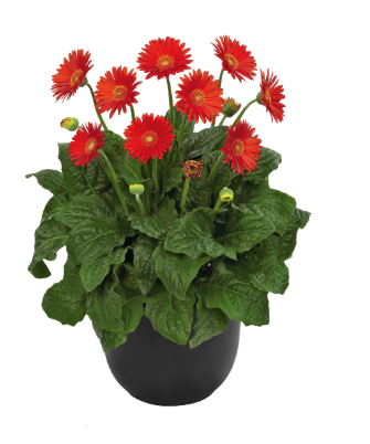 12.5" Urn Gerbera Garvinea - Sweet Glow