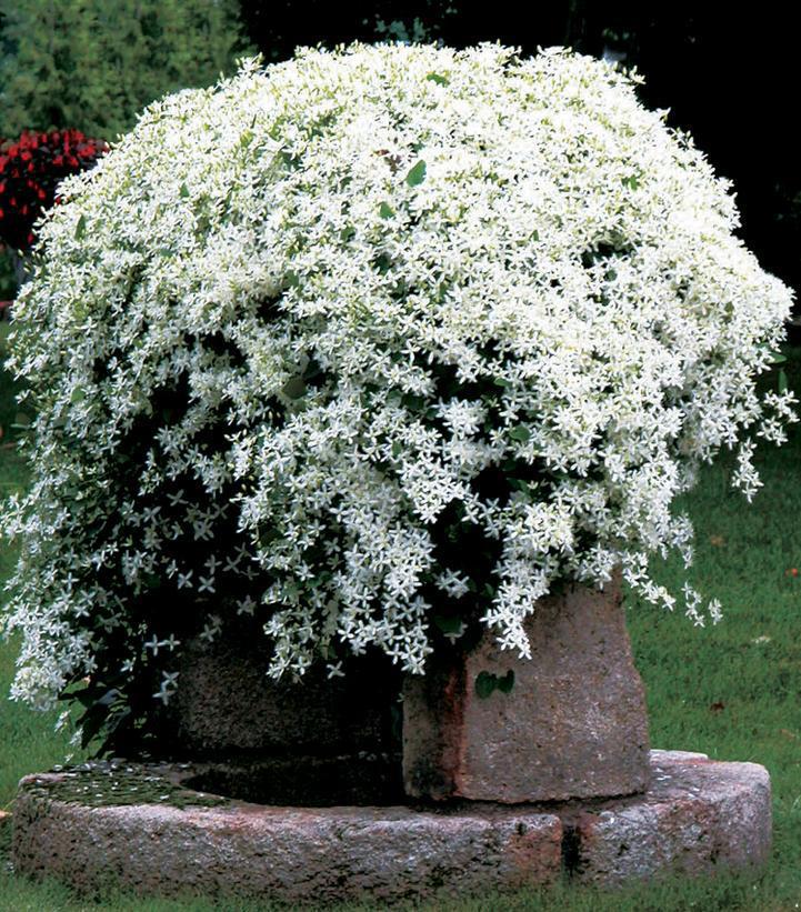 3G Clematis Paniculata - White - 1001953