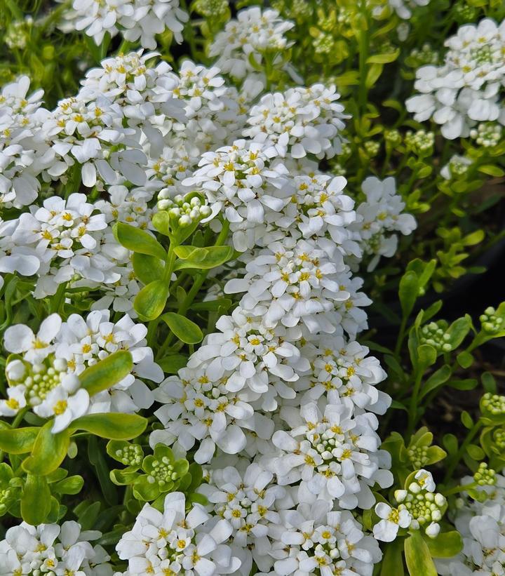 1G Iberis Sempervirens 'Snowsurfer' - 1009511