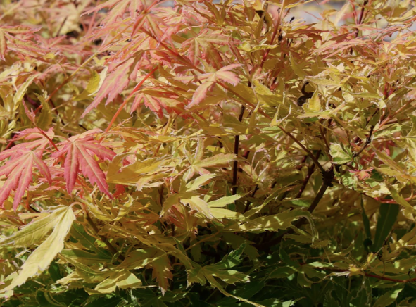 3G Acer Palmatum Dissectum 'Metamorphosa' - Japanese Maple Tree - 1014492