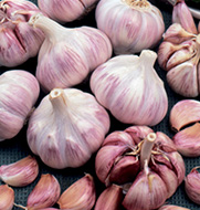 Netherland Bulb - Allium German Red Medium Garlic - 1153106670