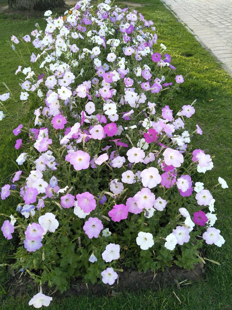 804 Petunia 4 Pack