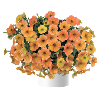 8" TP Petunia - Cascadias Indian Summer