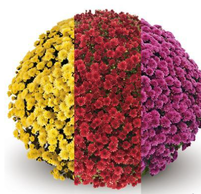 9" Combination Mum # 20 - Jasoda Yellow / Jasoda Red / Jasoda Purple