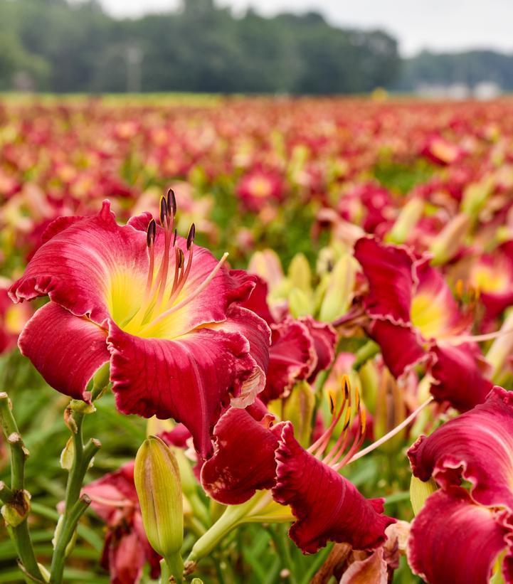 1G Hemerocallis Rainbow Rhythm 'Blood Sweat and Tears' - Daylily - 1021113