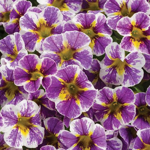 Quart PW Calibrachoa Superbells - Holy Smokes