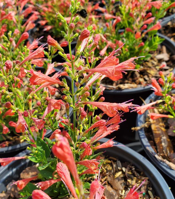 1G Agastache 'Kudos Red' (Hummingbird Mint, Hyssops) - 1015280