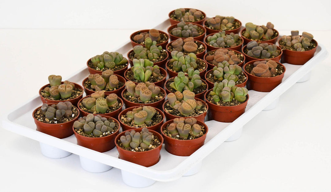 2.5" Lithops Living Stones (Assorted) C4712 C0066