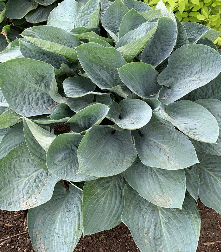 1G Hosta Shadowland 'Above the Clouds' - 1015091